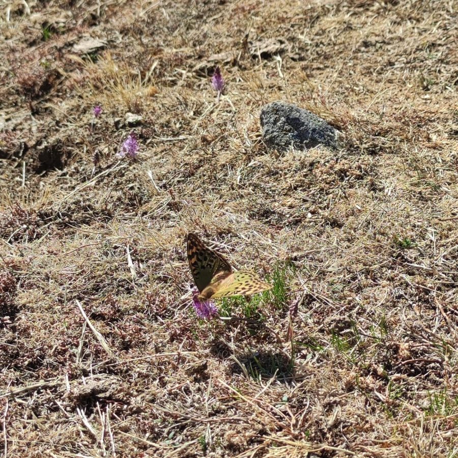 Mariposa "Argynnis pandora" sobre una flor silvestre en el entorno natural de la Sierra de Guadarrama.