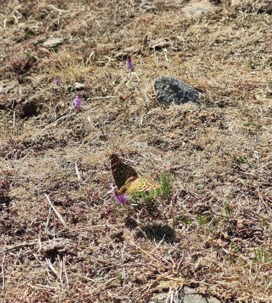 Mariposa "Argynnis pandora" sobre una flor silvestre en el entorno natural de la Sierra de Guadarrama.