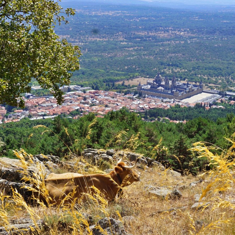 Vaca feliz tumbada bajo un árbol con vistas a El Escorial.