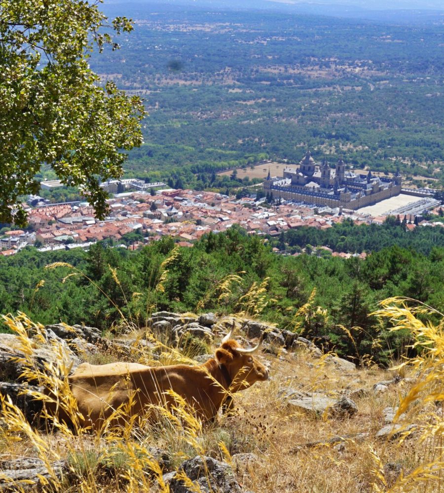 Vaca feliz tumbada bajo un árbol con vistas a El Escorial.